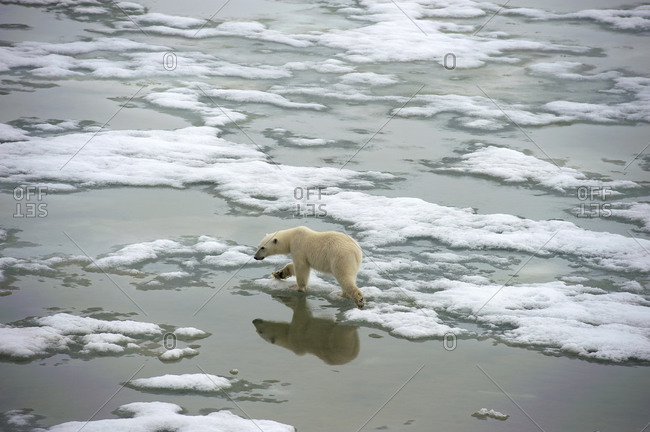 A young polar bear walks on ice