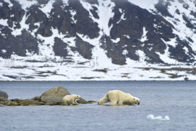 Polar bear (Ursus Maritimus) and cub swim out to sea after feeding