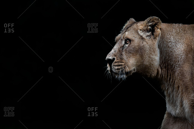African lioness in the dark
