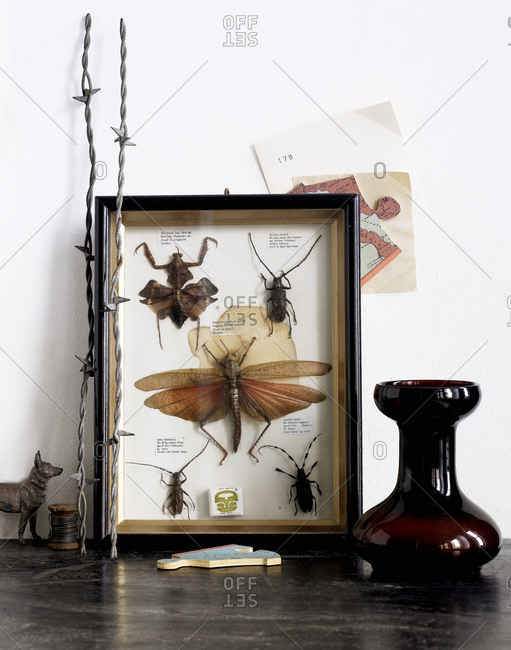 Insect collection mounted in a frame and displayed on a table