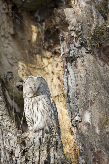 A sleepy ural owl perched in a tree trunk