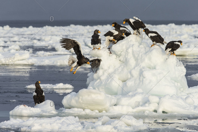 a group of steller\'s sea eagle perched on some ice in the water