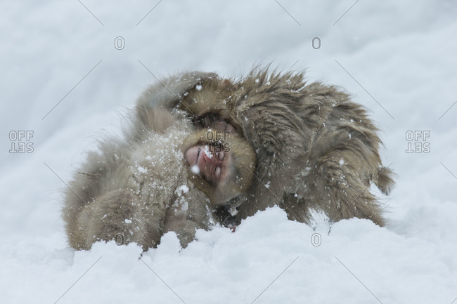 Two snow monkeys huddled together in the snow