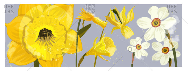Close-up of Daffodils and Narcissus Geranium