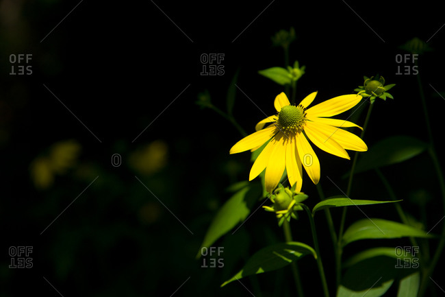 A view of A  yellow flower
