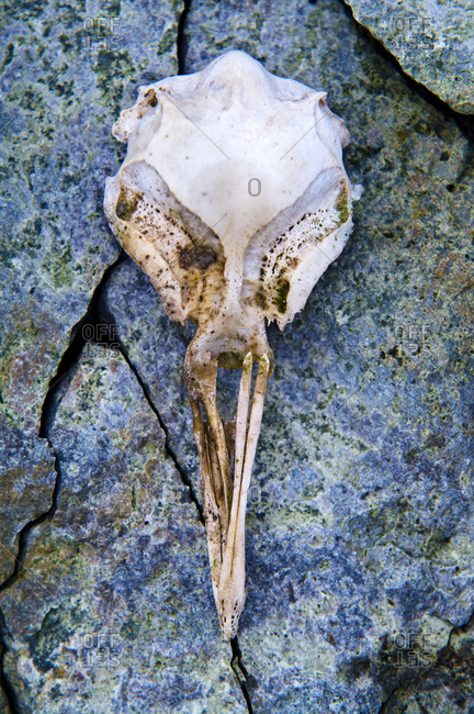 The bleached skull of a seabird rests on a hard, cracked rocky island