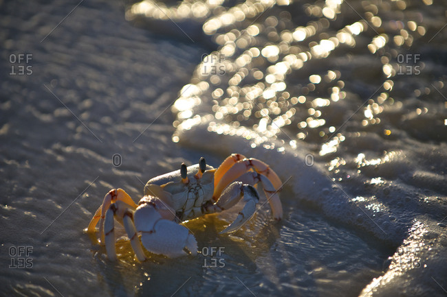 A ghost crab in the surf on Medjumbe Island off Mozambique