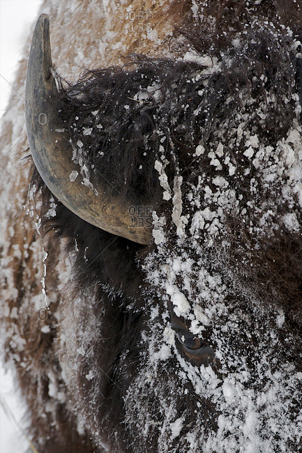 A bison tries to deal with the cold of winter