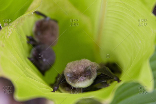 Spix\'s disk-winged bats, Thyroptera tricolor, hide inside a leaf