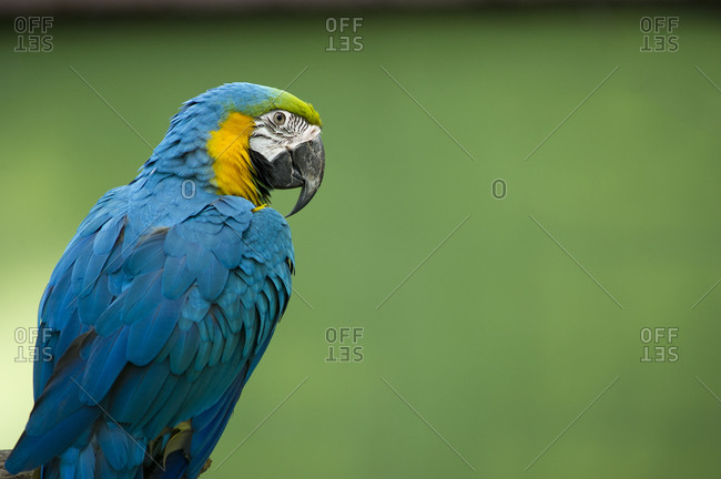 Portrait of a Gold and Blue Macaw