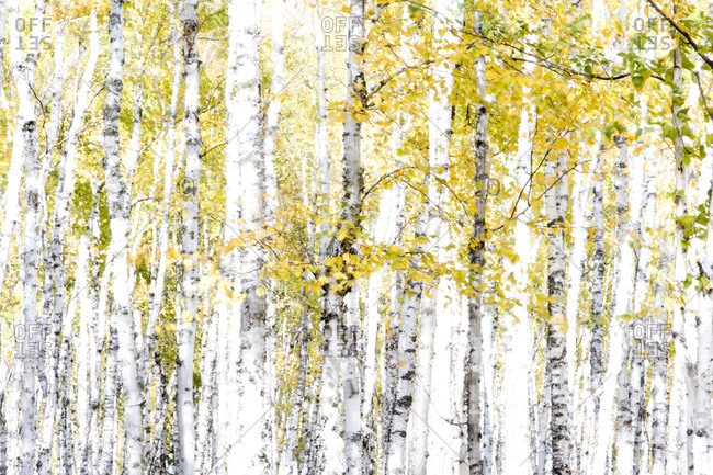 Paper Birch Tree Grove In Fall Color