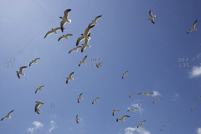 Flock Of Birds In Sky