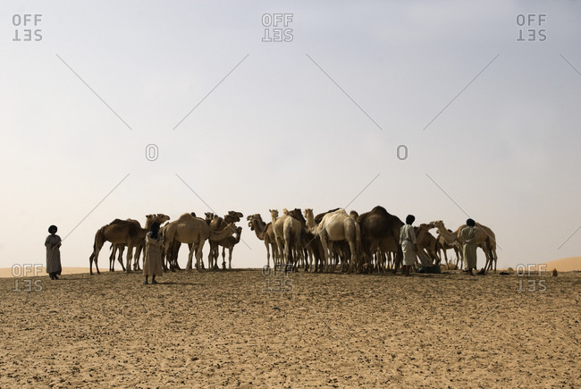 Camels at the oasis in Tanouchert
