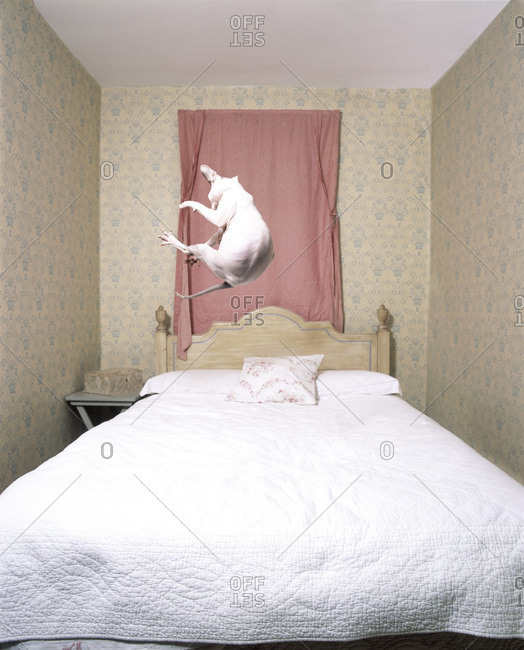 Cat Bouncing On Bed
