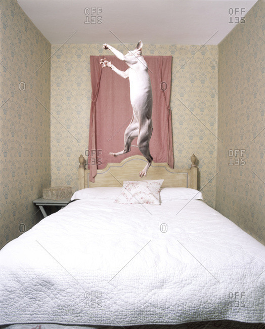 Cat Bouncing On Bed