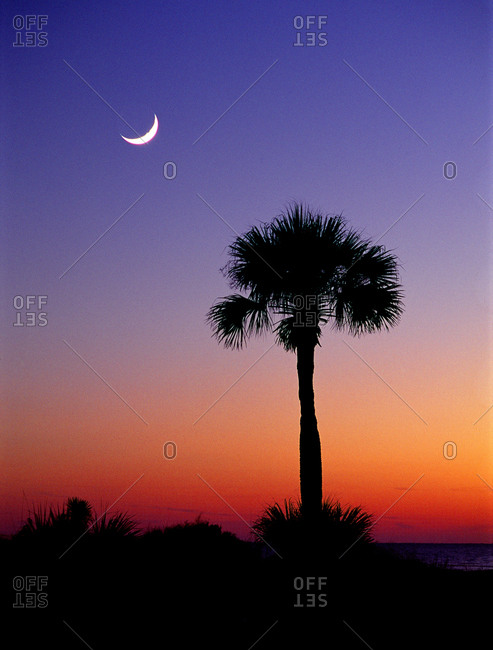 Palmetto and crescent moon, Edisto Island, South Carolina
