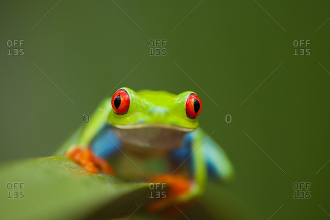 Close-up of a Red-eyed tree frog sitting on a green leaf by Monkey River in Toledo District, Belize