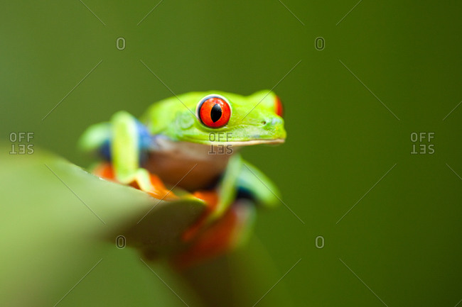 Close-up of a Red-eyed tree frog sitting on a green leaf by Monkey River in Toledo District, Belize
