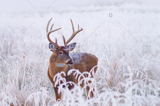 Whitetail buck in frosty meadow in Cades Cove, Great Smoky Mountains National Park, Tennessee