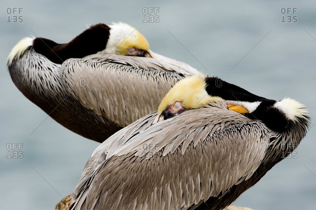 Two brown pelicans with their heads burried in their feathers