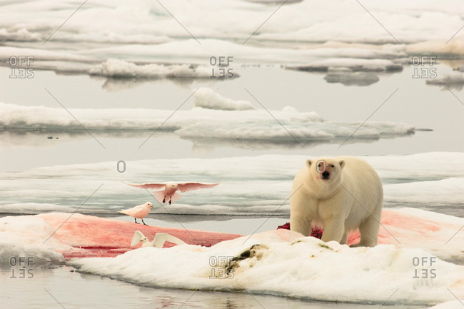 A lone polar bear eats a bloody carcass, as seabirds wait close by