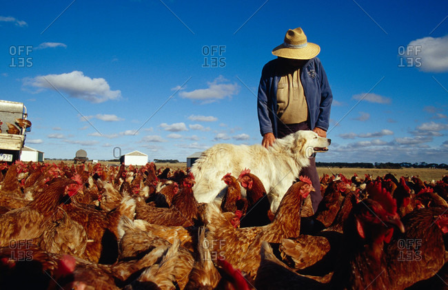 A Farmer and his Italian Sheep Dog guarding free range Chickens