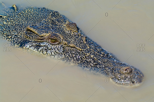 An enormous prehistoric scaled head and snout of a Saltwater Crocodile