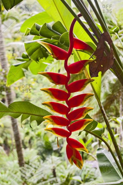 Tropical Plant, Red Heliconia