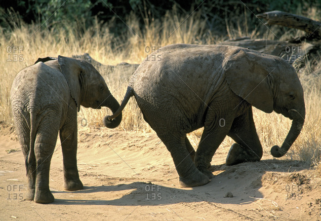 Portrait Of Baby Elephants Being Affectionate, Samburu National Park, Northern Frontier District, Kenya
