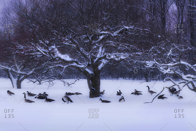 Canada Geese Take Shelter Under A Winter Apple Tree At Royal Botanical Gardens