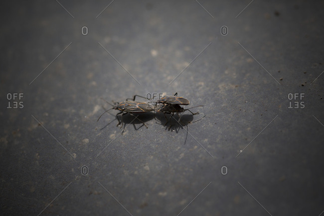 Two insects during sexual reproduction, closeup