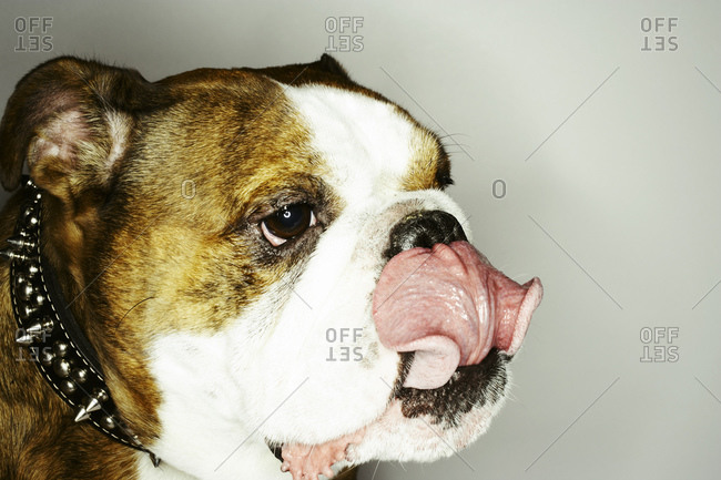 Side-view portrait of an English Bulldog licking his nose