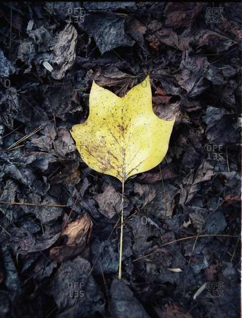 A yellow leaf among dry leaves