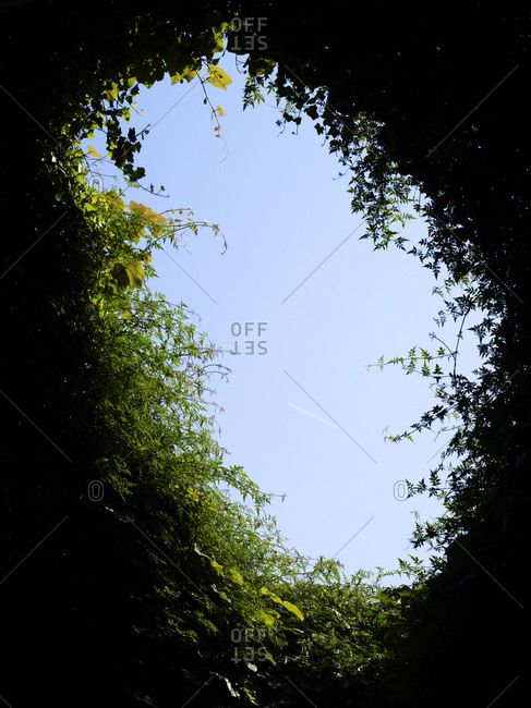 Green foliage hole from below