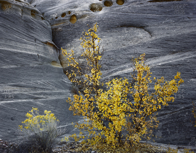 Yellow bush standing in front of a gray rock