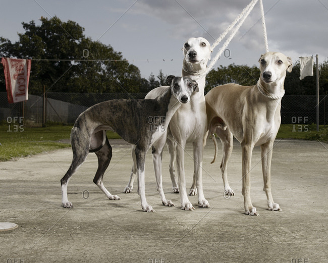 Low-angle view of three Sighthounds on dog lead