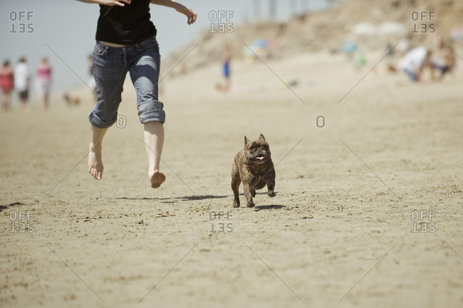 Mid-section view of a woman running along a beach with her French bulldog