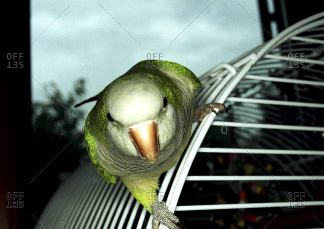 Lime green parrot on the cage