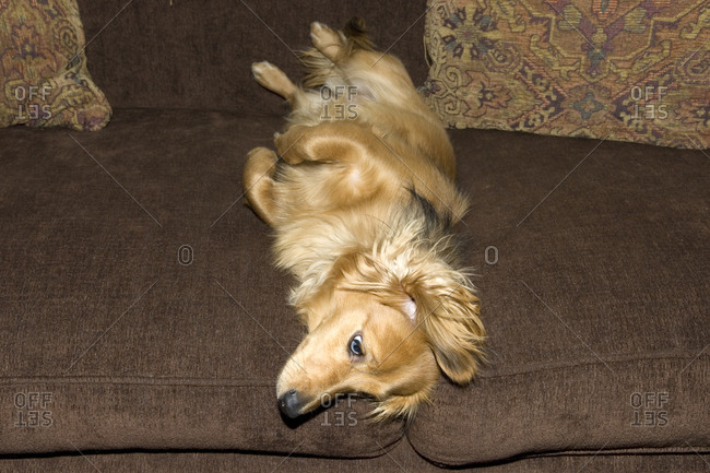 Low angle view of a domestic dog on a sofa