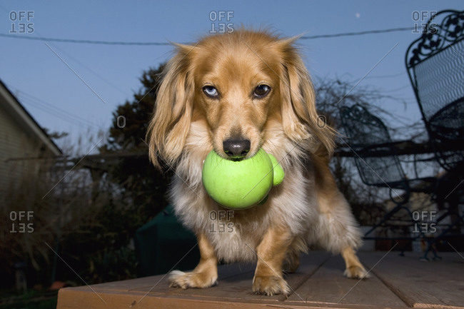 Low angle view of a domestic dog with a green ball in his mouth