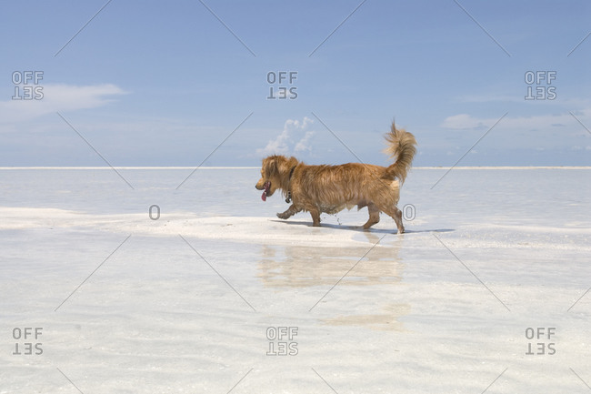 Low angle view of a domestic dog wading in a transparent water
