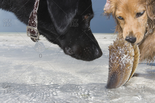 Low angle view of a two domestic dogs playing in the shallow water with a shell