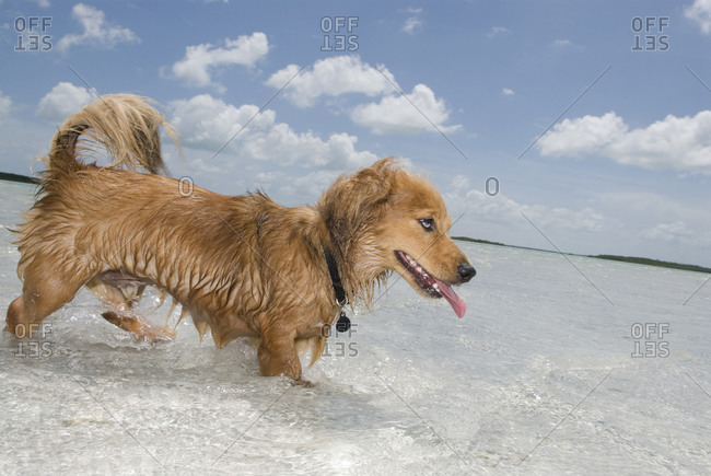 Low angle view of a domestic dog wading in a transparent water