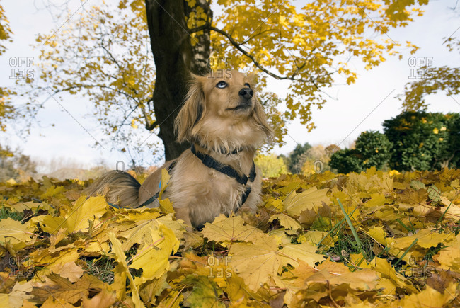 Low angle view of a domestic dog sitting in the pile of dried leaves