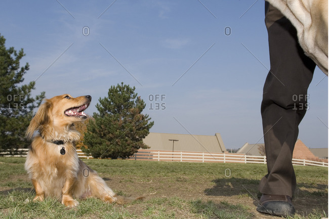 Low angle view of a domestic dog watching carefully his master