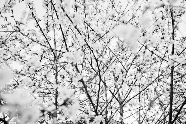 Black and white blossoming tree