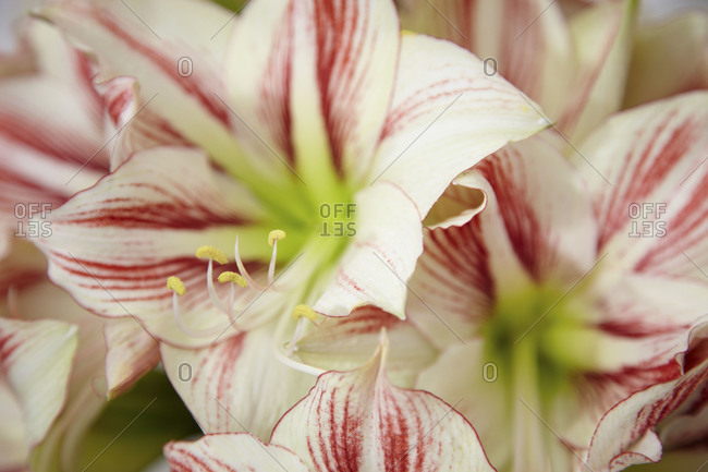 White and pink star lily