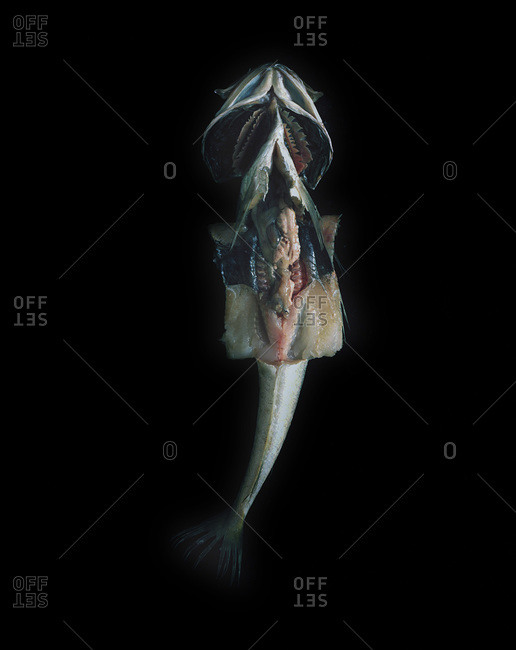 Internal organs of a fish