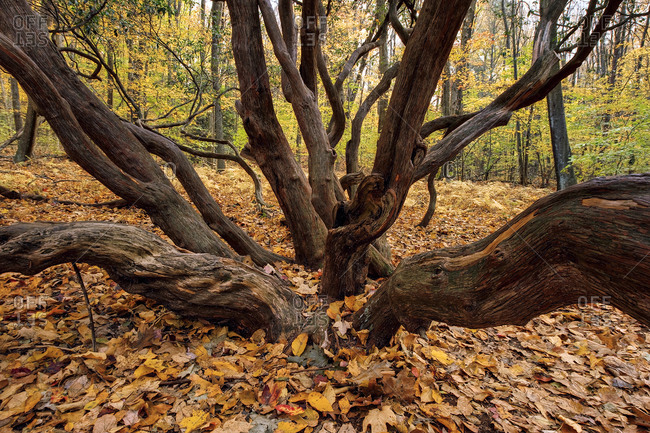 Twisted Giant Laurel Tree During Autumn In A Forest