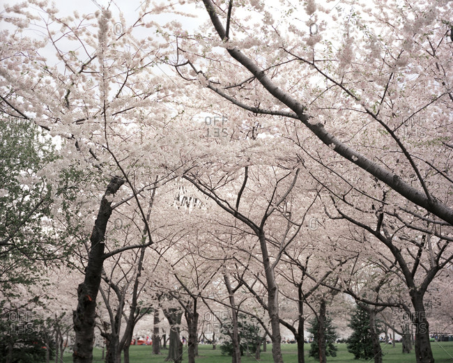Tree canopy of cherry blossoms, Washington DC, USA